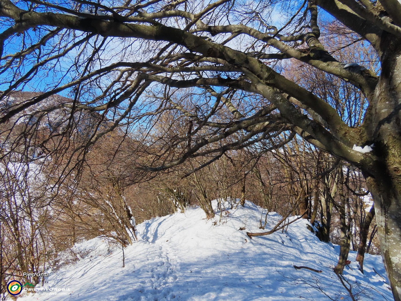 35 Faggi secolari.JPG